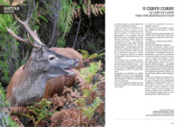 U cervu Corsu  /  Le cerf de Corse