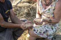 La relance de la culture du blé en Corse : le pain des Romains