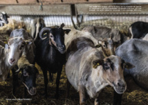 A Pecura Corsa A Pecura Corsa