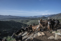 Parolla di pastore Parolla di pastore