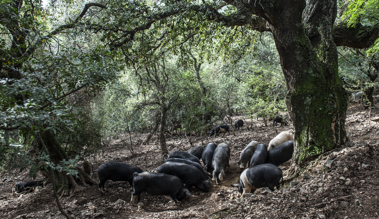Prudutti di Qualità Prudutti di Qualità