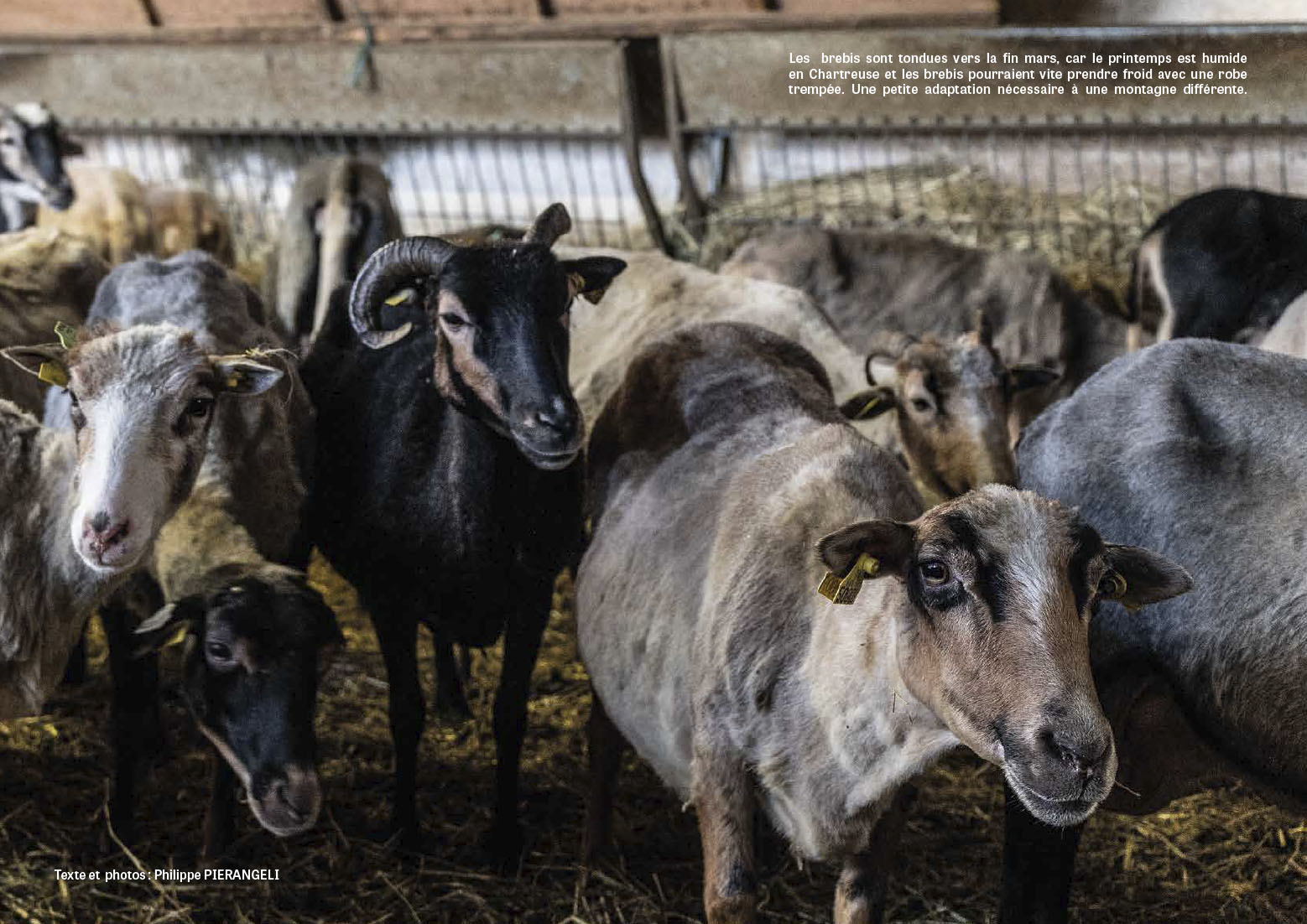 A Pecura Corsa A Pecura Corsa