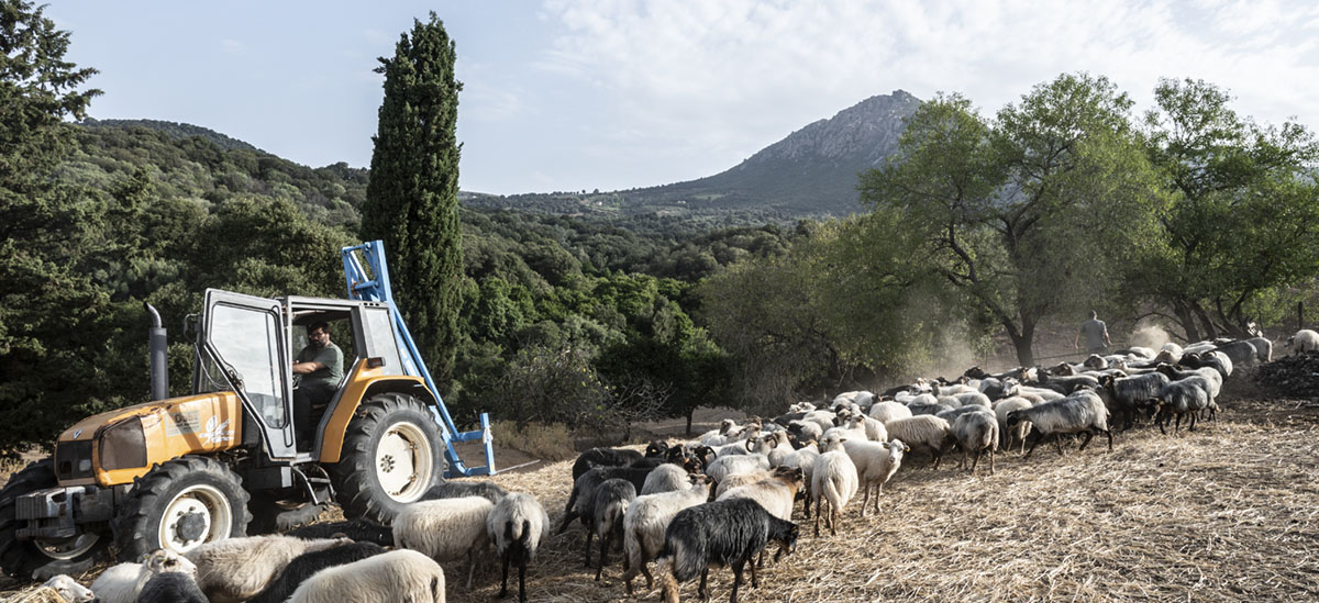 Parolla di pastore