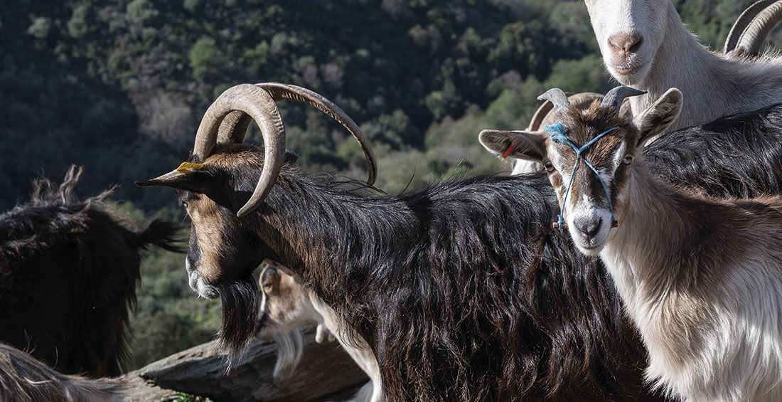 U Bicognulu, u Capestru, u Cavestru