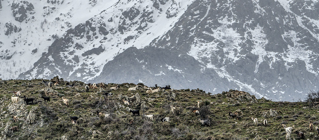 Vous avez dit 'Rusticité' ? 
