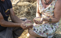 La relance de la culture du blé en Corse : le pain des Romains