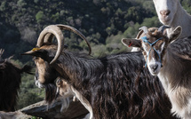 U Bicognulu, u Capestru, u Cavestru