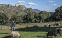 Parolla di pastore Jordan Leduc, pecuraghju in Corti
